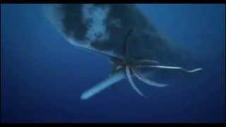 Bull Sperm Whale Vs Female Colossal Squid [upl. by Siurtemed888]