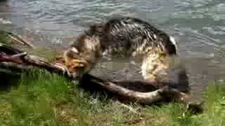 Jerry Three Legged Dog Swimming at Lake San Cristobal [upl. by Strep]