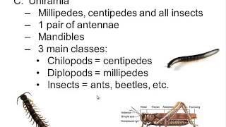 Phylum Arthropoda [upl. by Land]