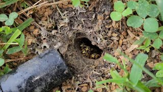 MASSIVE Subterranean Yellow Jacket Nest Removed From Clients Yard Wasp Nest Removal [upl. by Latia801]