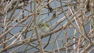 Yellowbrowed Warbler  The Isle of May  Fife  04102024 [upl. by Aisyla707]