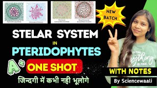 Stelar System in Pteridophyta 💯🔥stele and its typestelar systembsc 2nd semester botany paper [upl. by Acissej]