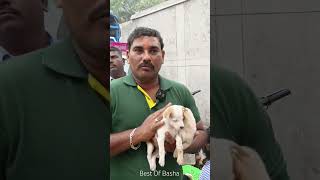 Free Dogs In🥹Chennai dog petfreedog bazar fridaymarket sundaymarket chennai shorts [upl. by Elstan]