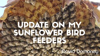 An update on my sunflower seed bird feeders [upl. by Bride]