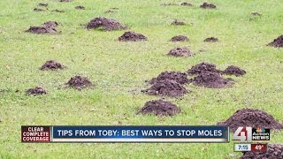 Tips from Toby Best ways to stop moles [upl. by Mariska755]