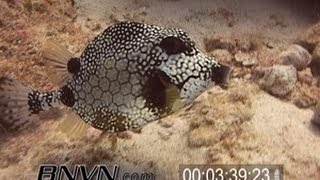 722005 Smooth Trunkfish or Boxfish Video [upl. by Ellene484]