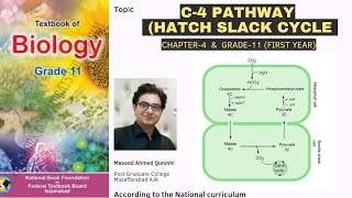 C4 Pathway in Plants  Hatch Slack Pathway  Biology  Grade 11 Urdu Hindi English Federal Board [upl. by Ainadi]