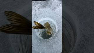 new to me lake pike fishing release videos [upl. by Hedvige]