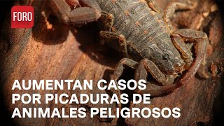 Aumentan picaduras de alacranes violinistas y mordeduras de serpientes en Sinaloa  las Noticias [upl. by Lilyan]