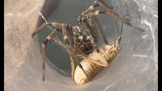 Agelenopsis sp Grass spider Feeding behavior [upl. by Eemla241]