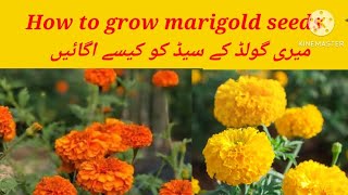 Marigold propagation before time وقت سے پہلے میری گولڈ کی پروپگیشن [upl. by Allets790]