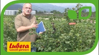 Züchtung von Jostabeeren bei Lubera® [upl. by Gimpel]