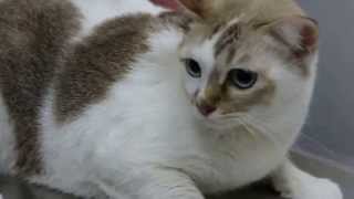 A 6yearold cat has a chronic ear infection 12  chronic otitis externa [upl. by Randy]