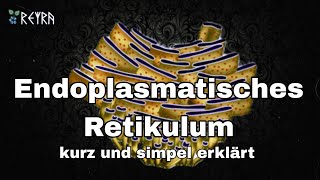 Endoplasmatisches Retikulum kurz und simpel erklärt [upl. by Pinchas761]