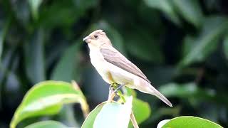 Bigodinho pardinho dando show na Natureza [upl. by Llehsal]