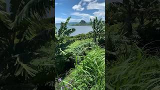 Fiji 🇫🇯 North coast on the main island of Viti Levu in Fiji [upl. by Stillman]