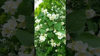 Wonderful fragrant jasmine blooming 🇨🇦 Philadelphus Mock Orange [upl. by Zined432]