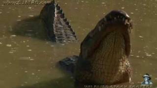 American Alligator Bellowing 03 [upl. by Oicram]