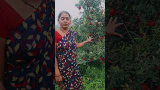 dalimb only शेतीमळा shortvideo youtubeshorts shorts [upl. by Zetnahs]