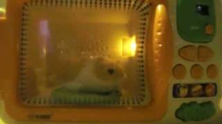 Hamster in the Microwave [upl. by Huckaby]