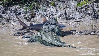 Brutus the 55 Metre Crocodile Catches A Bull Shark On Kakadus Adelaide River [upl. by Llorrad]