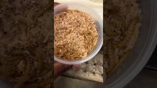 Giant MealWorms vs SuperWorms at PETCO [upl. by Lemmor]