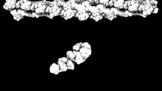 Movement of Actinassociated MyosinII CrossBridge during Muscle Contraction [upl. by Nimoynib]