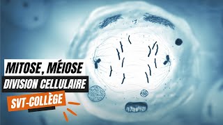 La mitose la méiose et les divisions cellulaires  SVT Collège [upl. by Pathe737]