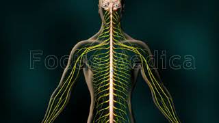 Nociceptive Pain amp Neuropathi Pain  Animated Atlas [upl. by Cooley]