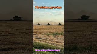 Harvesting winter wheat співпраця farming claas agriculture [upl. by Scharff]