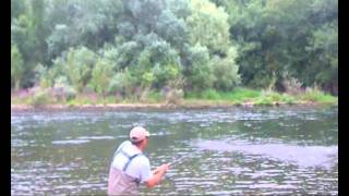 SALMONES a mosca en el rio Narcea Fly fishing ATLANTIC SALMON in the norht of Spain Narcea river [upl. by Angeli826]