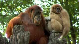 Orangutan Loves Gibbon Baby  Cincinnati Zoo [upl. by Amice]