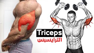 15 Easy Exercises triceps  Long head  Lateral Head  Medial Head [upl. by Ttergram468]