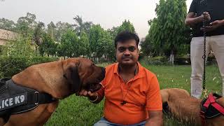 Boerboel जो South Africa की ख़तरनाक Dog Breed है अब India में 😳😳😳 [upl. by Dugas]