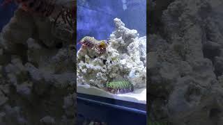 Mantis shrimp vs Mantis shrimp🔥🦐 mantisshrimp saltwatertank saltwateraquarium posreffishmantis [upl. by Rednaskela587]