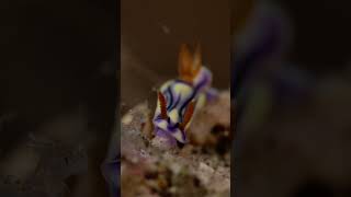 Nudibranch nature nudibranch lembeh underwaterindonesia scubadiving underwatermacrovideography [upl. by Enyaz]