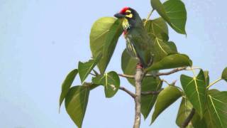 Coppersmith Barbet  Megalaima haemacephala [upl. by Acinoreb392]