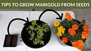 How to grow Marigold Flowers from Seeds  STEP BY STEP Guide [upl. by Eilssel269]