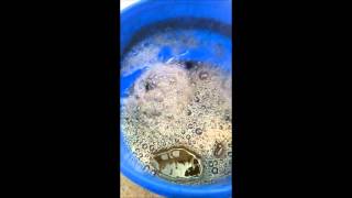 How To Make Compost Tea  Organic Lawn and Garden Fertilizer Part 2 [upl. by Mharba]