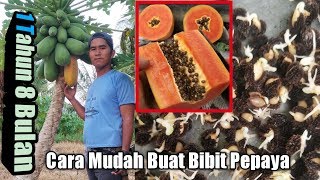 Cara Mudah Buat Bibit Pepaya  Dari Buah sampai Kecambah [upl. by Itteb]