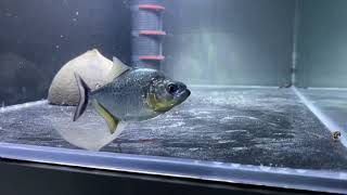 Agressive Serrasalmus Marginatus update Piranha [upl. by Nylirrehs]