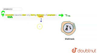 Chromatids become clear only during diakinesis of prophaseI  CLASS 11  CELL CYCLE AND CELL [upl. by Akinyt]