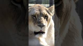 Los Últimos Leones Blancos de Africa sudafrica animales wildlife [upl. by Bailar723]