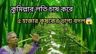 লতি কচু চাষ পদ্ধতি  লতিরাজ বারি১  Loti kochu [upl. by Rol]