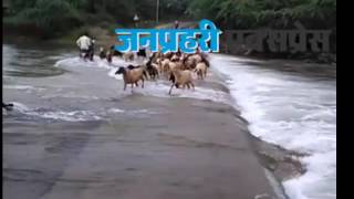 FLOOD  प्रदेश में बाढ़ का प्रकोपबहे मवेशीहालत देख रोना आ जायेगादेखे वीडियो [upl. by Ynad]