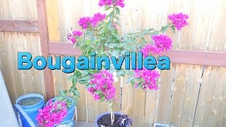 Bougainvillea Care  Transplanting [upl. by Laflam]