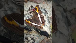 Mariposas hermanas Adelpha corcyra ssp collinaFamilia NymphalidaeTribu Limenitidinibutterflyfly [upl. by Aimik702]