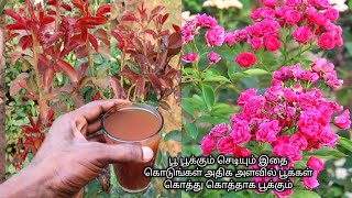 0 செலவில் அதிக துளிர் வரவும் அதிக பூக்கள் பூக்கும் இதை கொடுங்கள் How To Make Rose Plant Fertilizer [upl. by Cowden284]