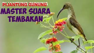 suara pijantung gunung super gacor cocok buat masteran burung kicau [upl. by Saibot]