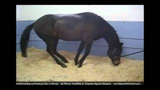 Colic in horses Horse Vet explains what owners should know [upl. by Leaw886]